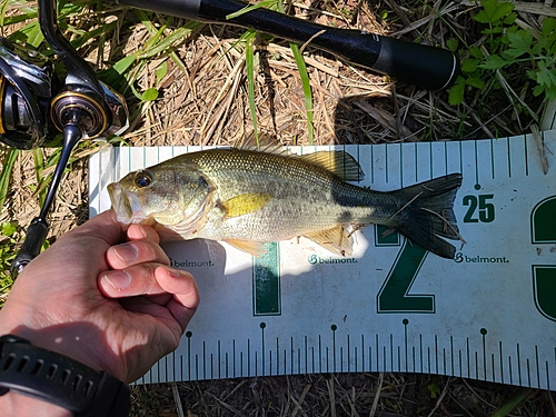 ラージマウスバスの釣果