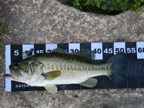 ブラックバスの釣果