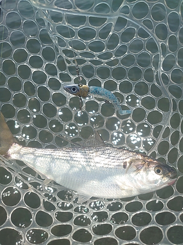 コノシロの釣果