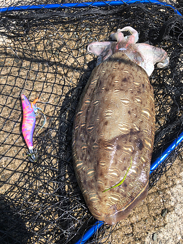 モンゴウイカの釣果