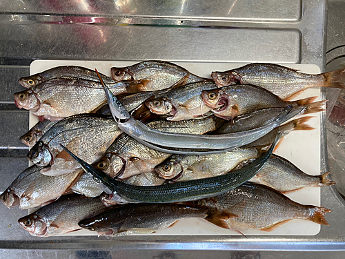 ウミタナゴの釣果