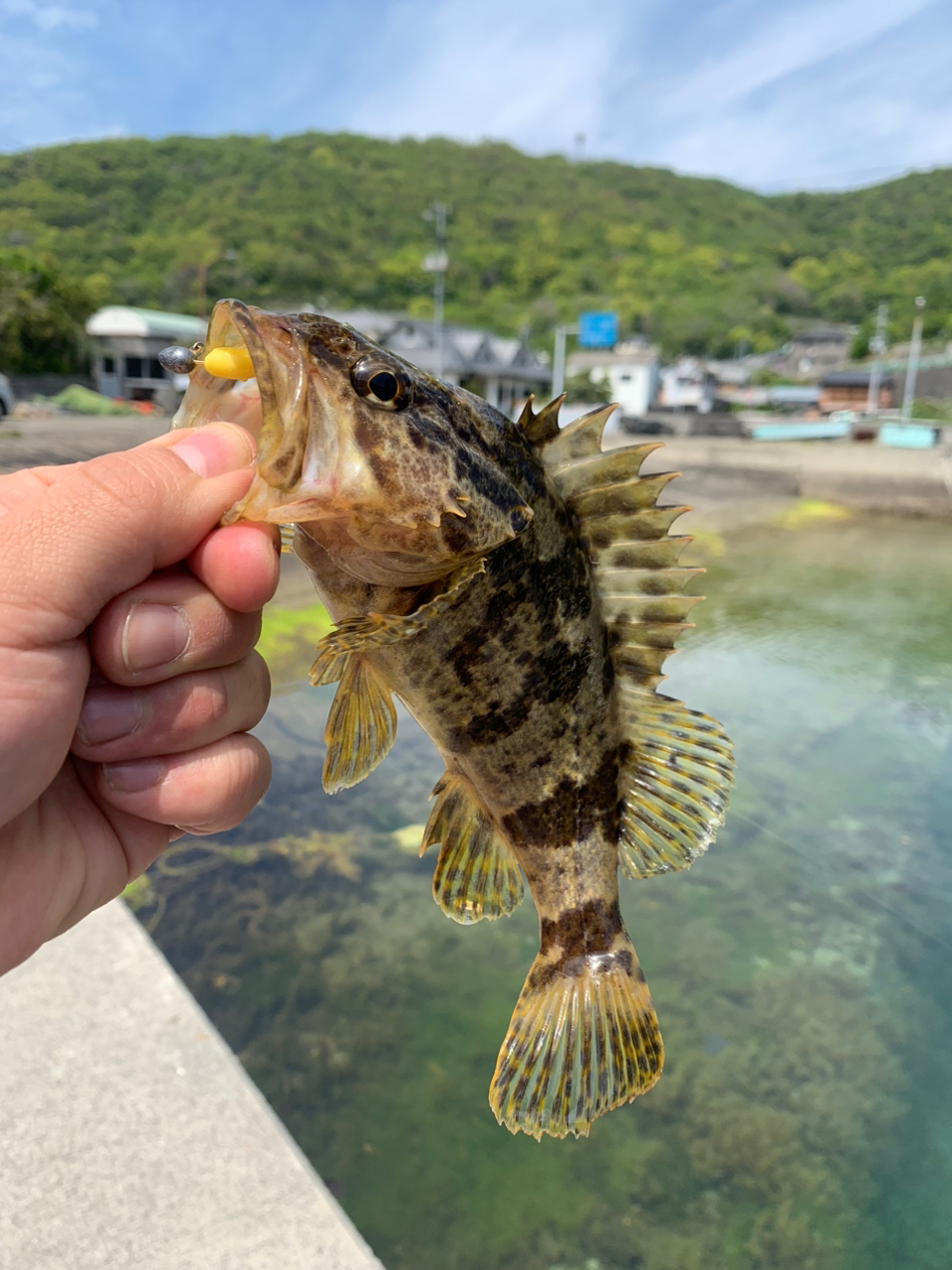 タケノコメバル