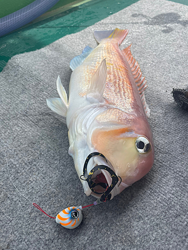 アマダイの釣果