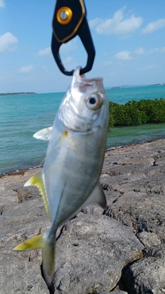 シマアジの釣果