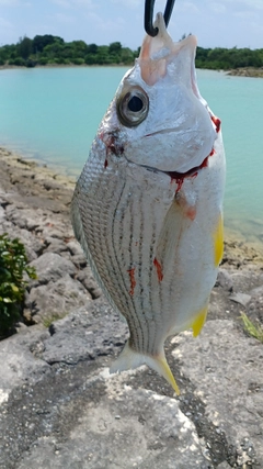 ミナミクロサギの釣果