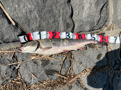 マルタウグイの釣果