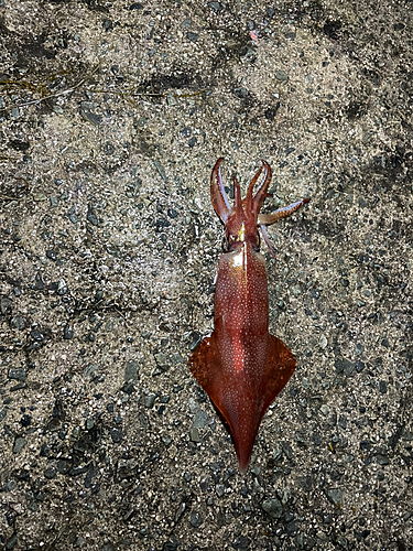 シロイカの釣果