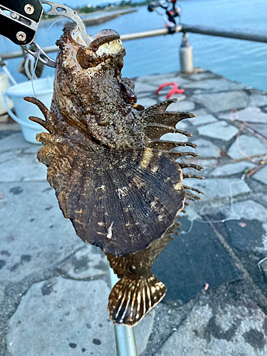 オニオコゼの釣果