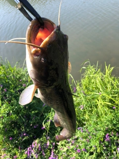 ナマズの釣果