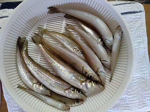 シロギスの釣果