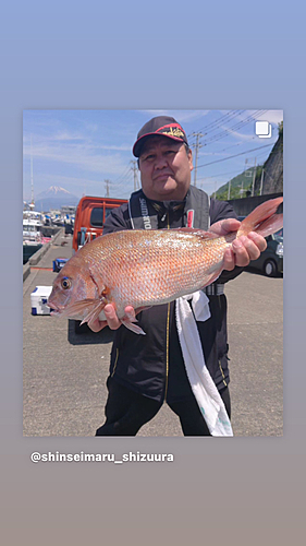 マダイの釣果