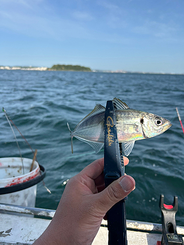 マアジの釣果