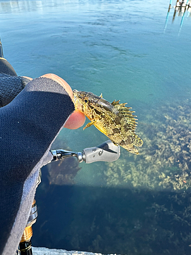 タケノコメバルの釣果