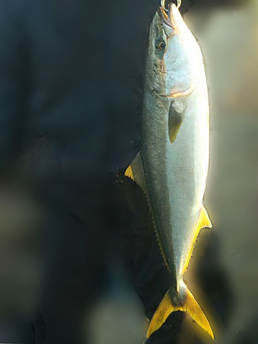 ブリの釣果