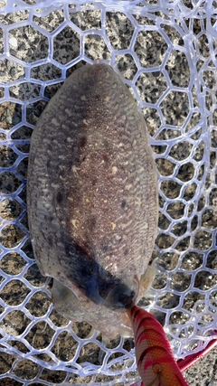 コウイカの釣果