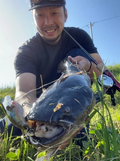 ナマズの釣果