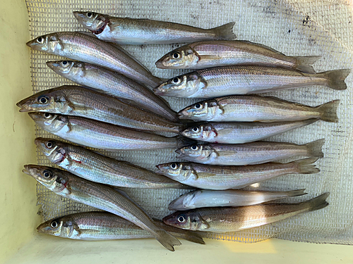 シロギスの釣果