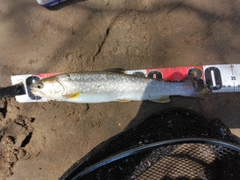 アメマスの釣果