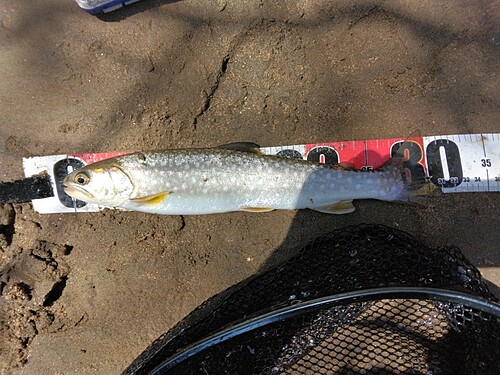 アメマスの釣果