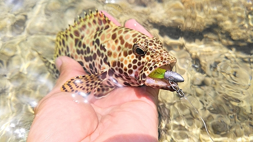 カンモンハタの釣果