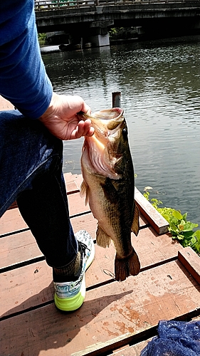 コイの釣果