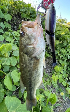 ブラックバスの釣果