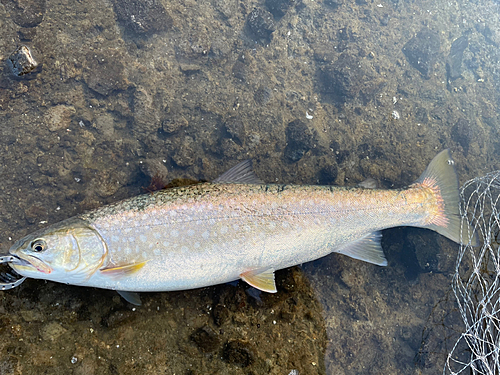 アメマスの釣果