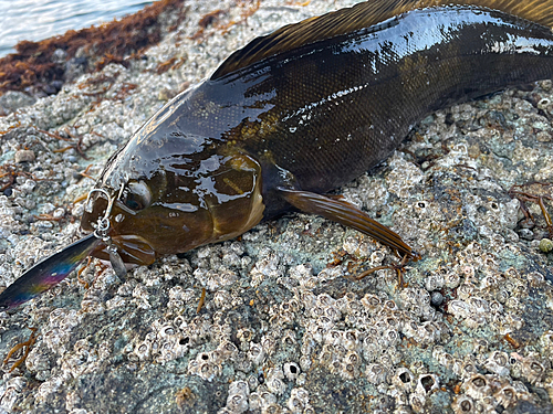 アイナメの釣果