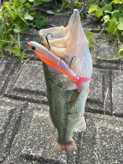 ブラックバスの釣果