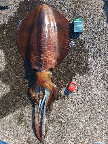 アオリイカの釣果