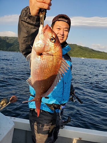 マダイの釣果