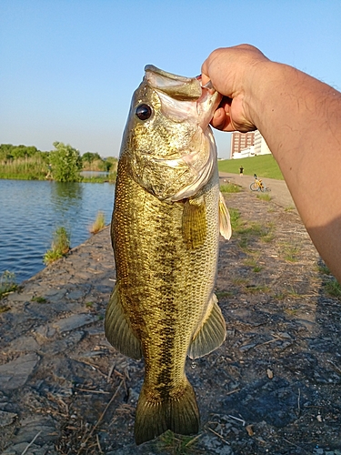 ブラックバスの釣果