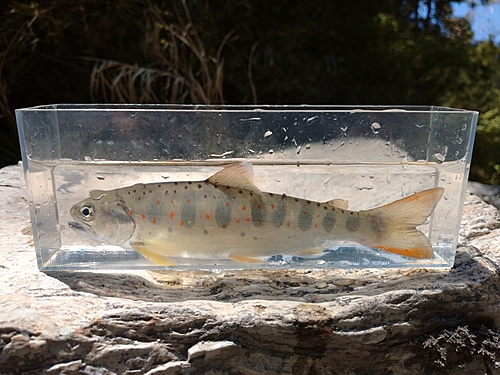 アマゴの釣果