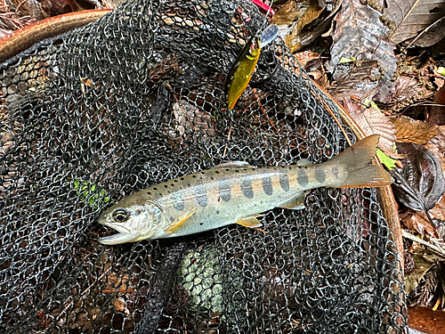 ヤマメの釣果