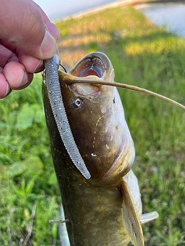 ナマズの釣果