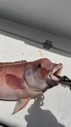 カンダイの釣果