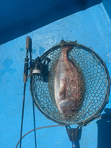 タイの釣果