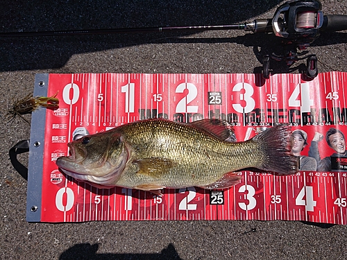 ブラックバスの釣果