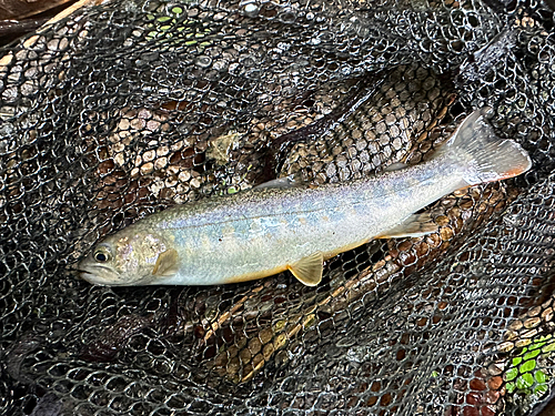 イワナの釣果