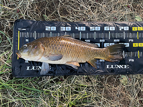 コイの釣果