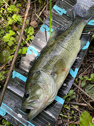 ブラックバスの釣果