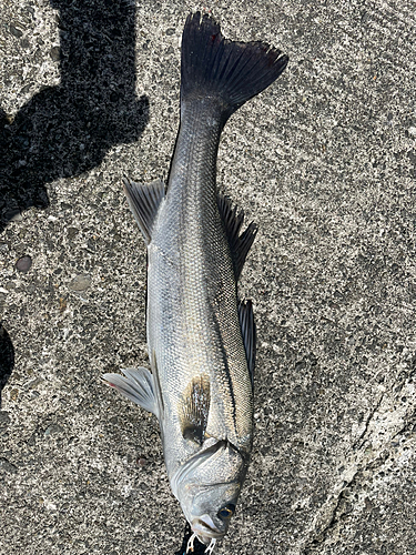 スズキの釣果