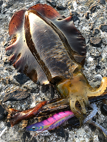 アオリイカの釣果