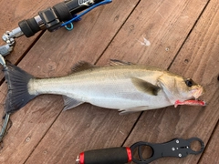 スズキの釣果