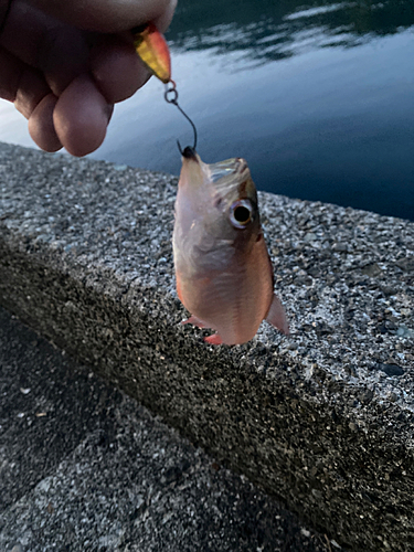 キンギョの釣果