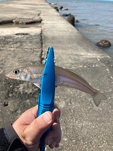 キスの釣果