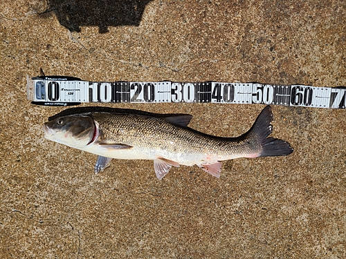 マルタウグイの釣果