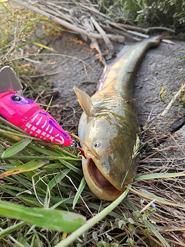 ナマズの釣果