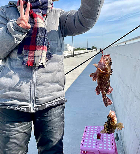 カサゴの釣果