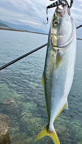 ハマチの釣果